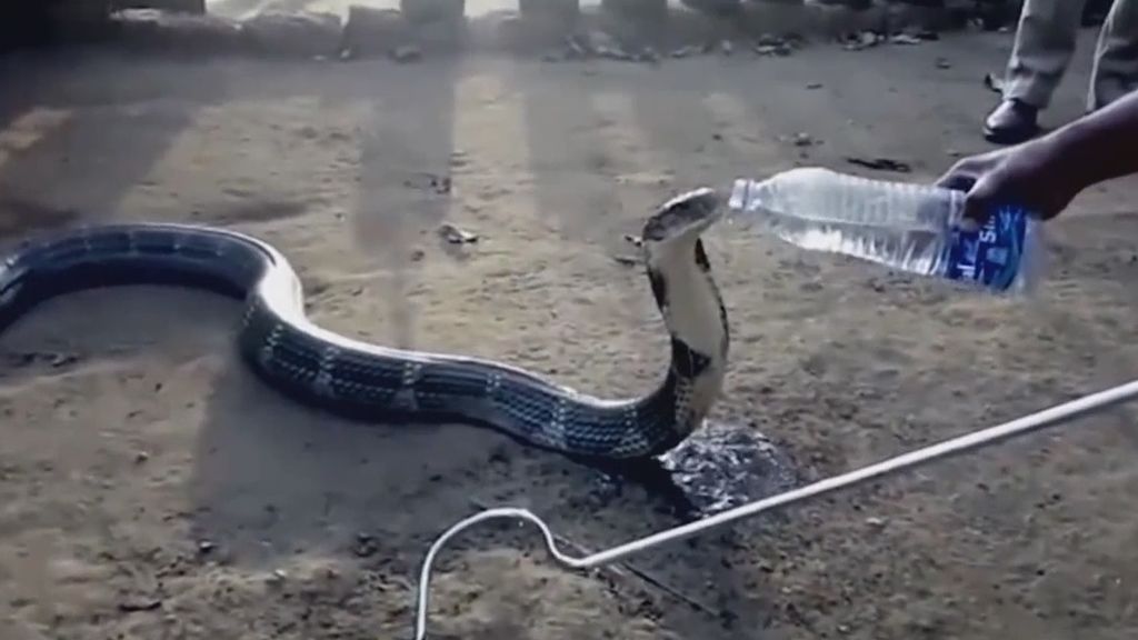 Una cobra bebe agua de la botella que le ofrece un hombre debido a la extrema sequía