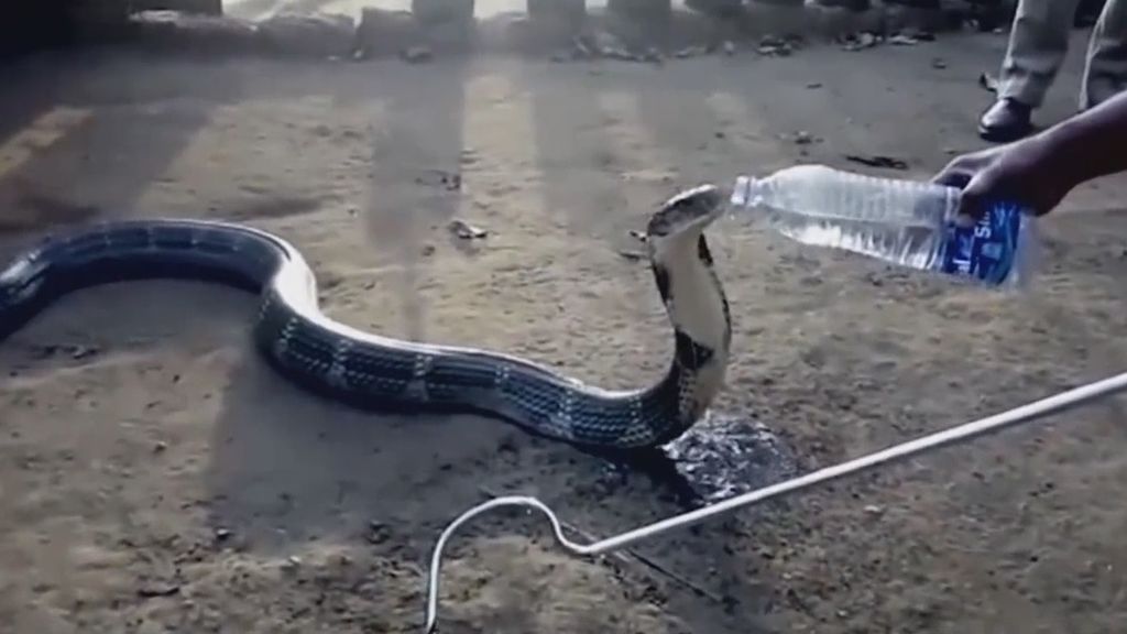 Una cobra bebe agua de la botella que le ofrece un hombre debido a la extrema sequía