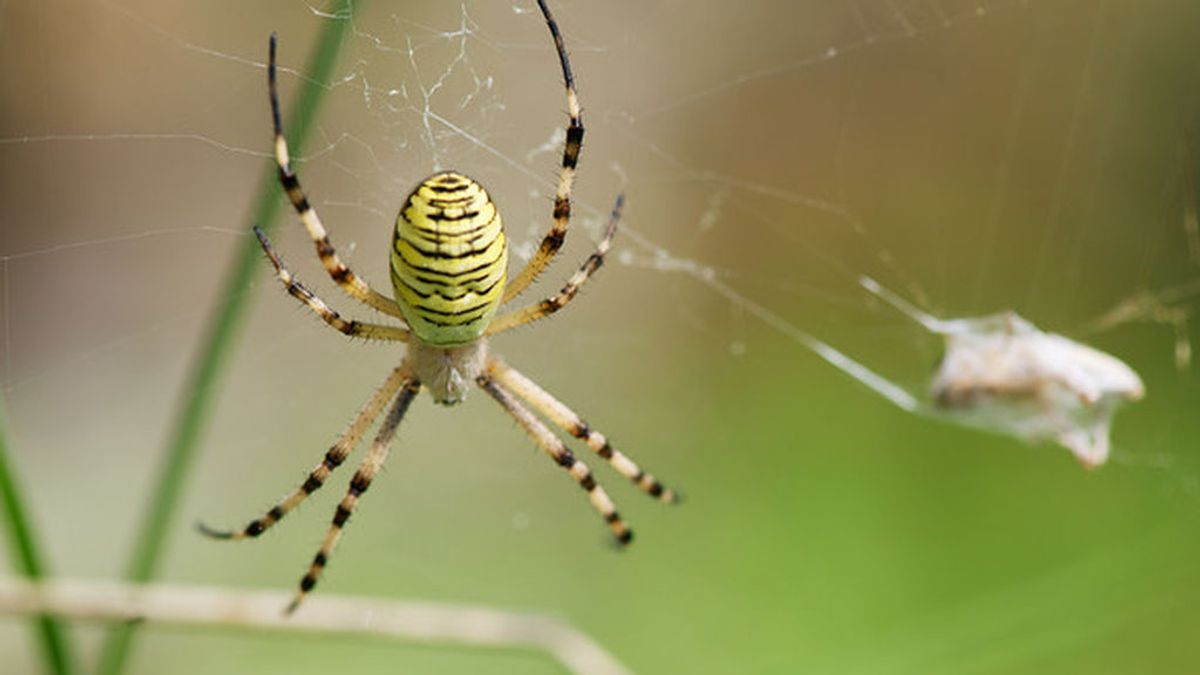 Las arañas podrían comernos a todos y... se quedarían con hambre