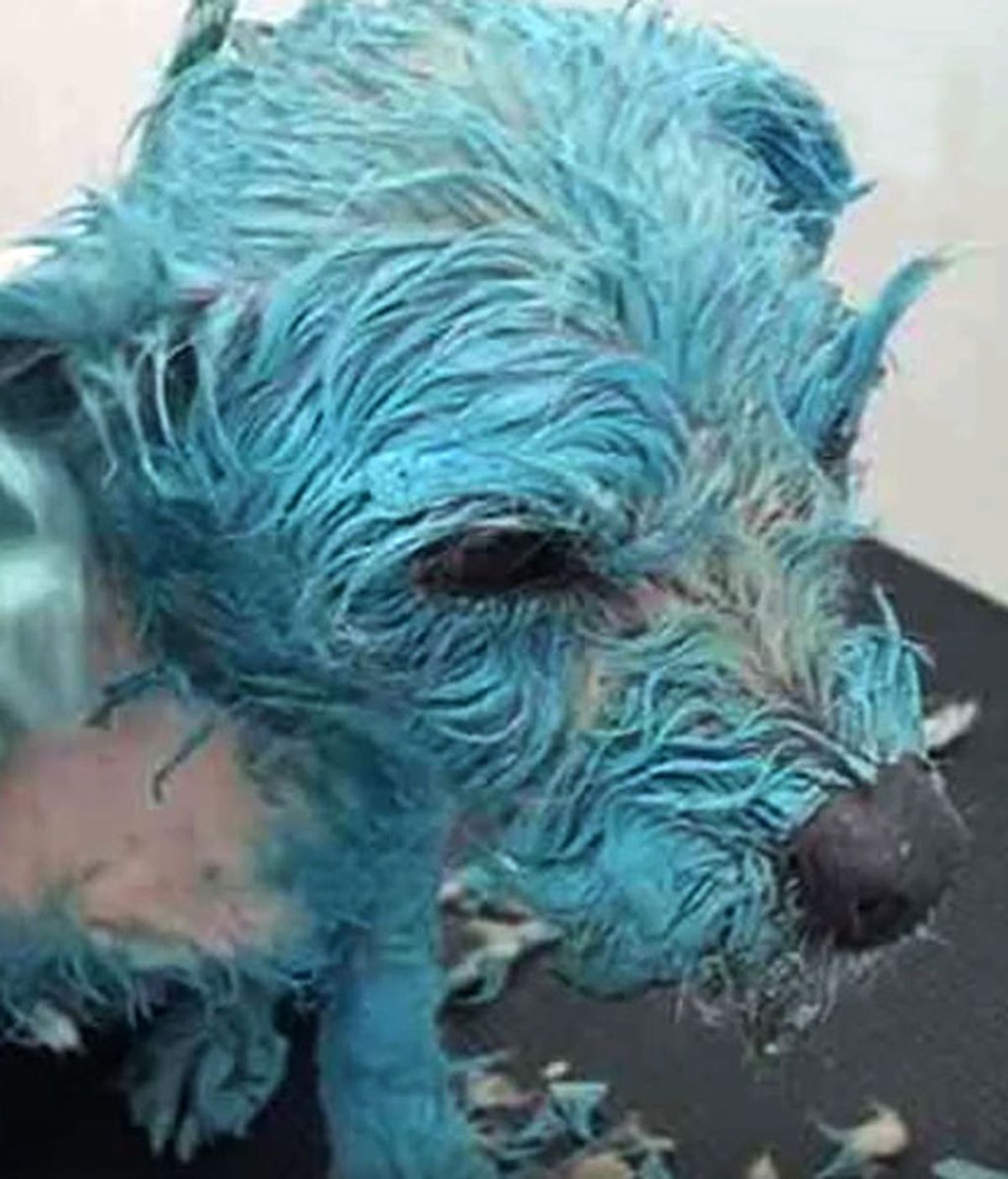 Muñeca, la perra maltratada que pintan de azul y la matan con un punzón