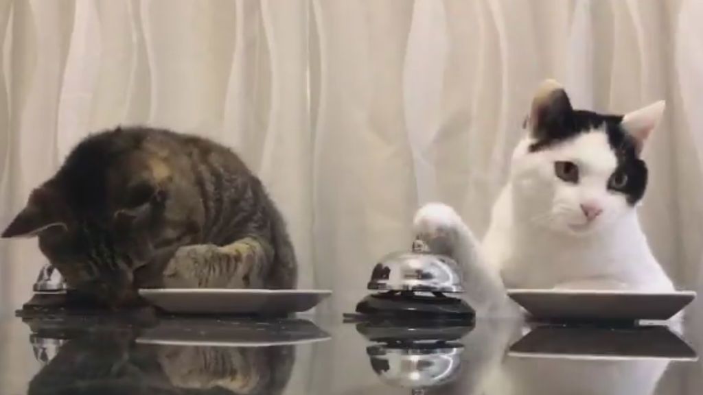 Unos gatos son entrenados para que pidan comida tocando un timbre