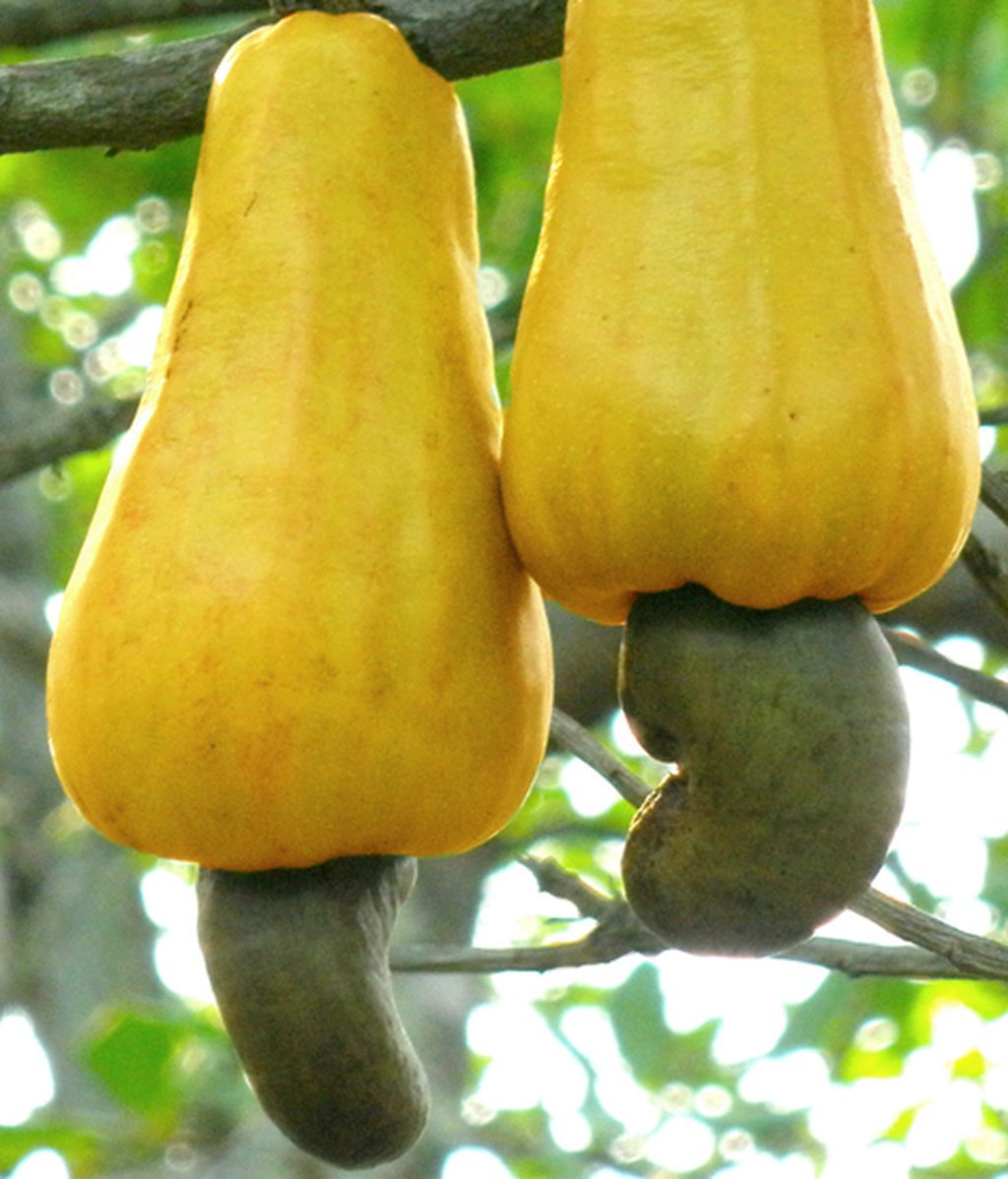 Cashew_apples