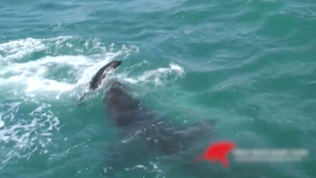 De un mordisco: así se come un tiburón blanco a una foca