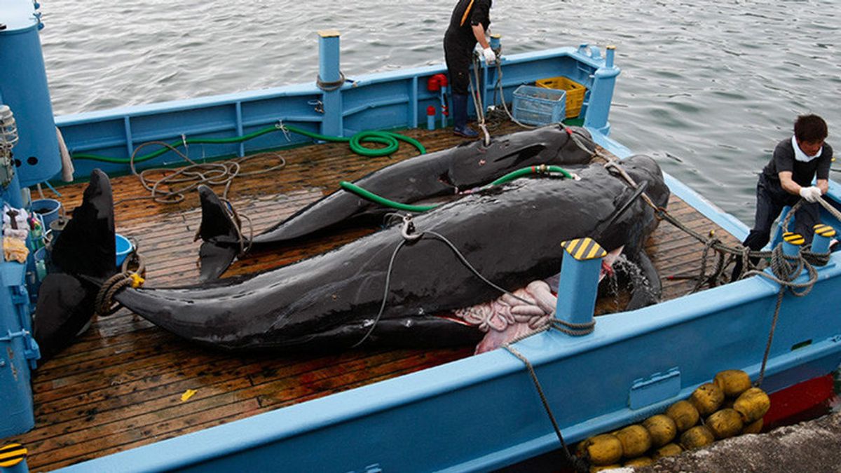 Japón mata a 333 ballenas