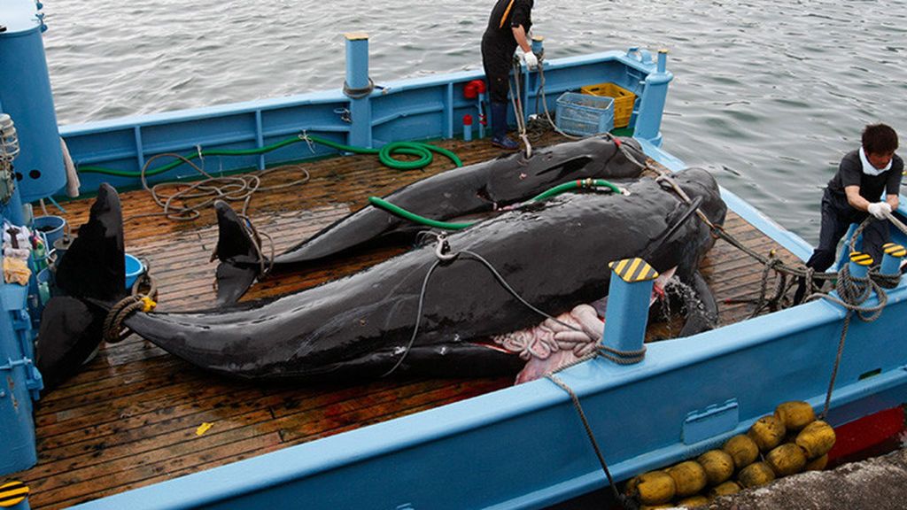Japón mata a 333 ballenas Japón mata a 333 ballenas
