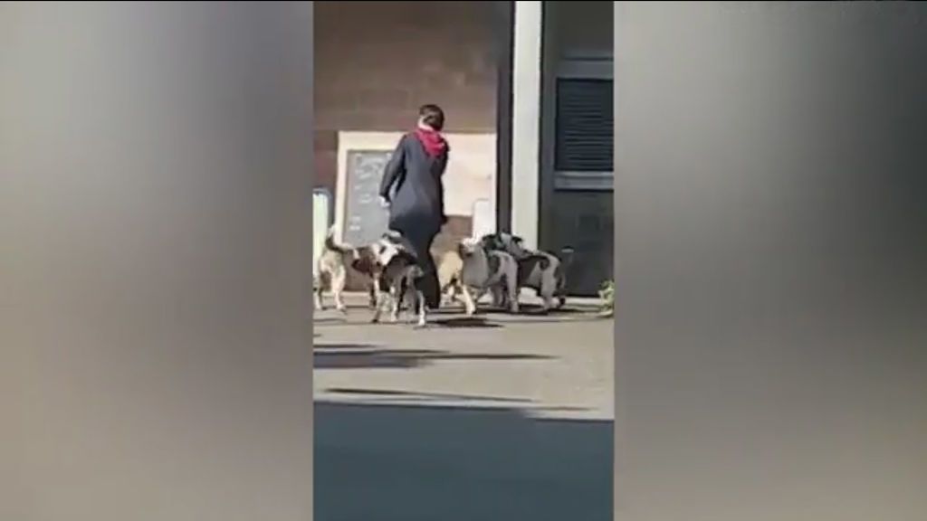 Cinco pitbulls atacan a una mujer ante la presencia de su dueño