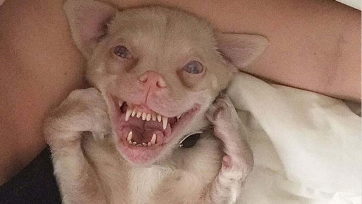 Éste es el perro con apariencia de murciélago que se ha hecho famoso en Instagram