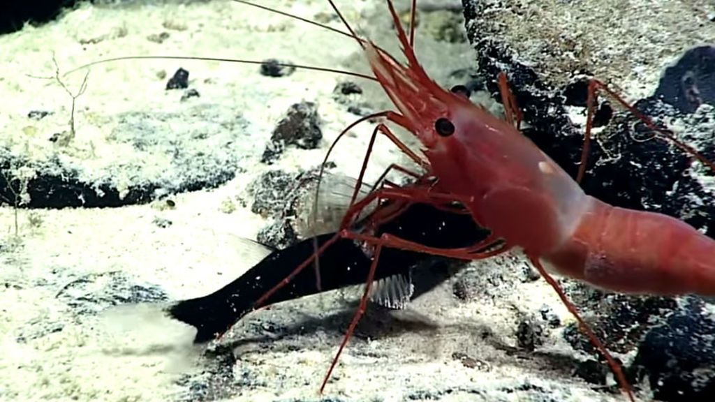 La lucha por la supervivencia es dura: Este camarón muestra cómo acaba con su presa