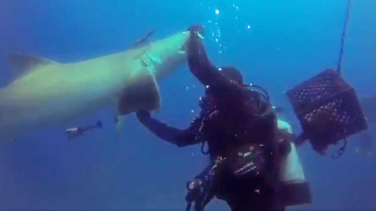 ¡El susto de su vida! Un tiburón herido se le acerca mientras bucea para… que le quite un anzuelo del vientre