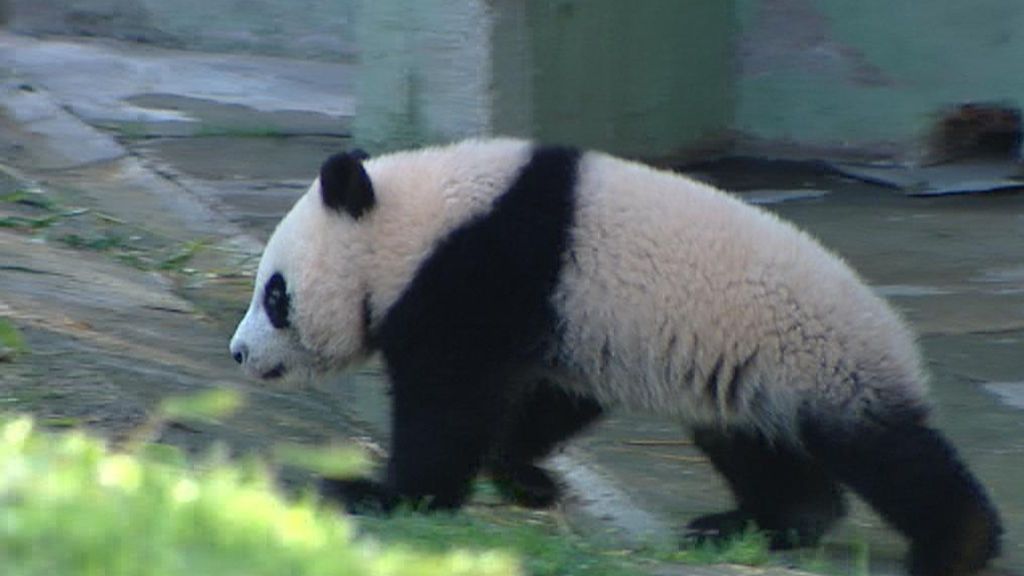 Primer paseo de Chulina