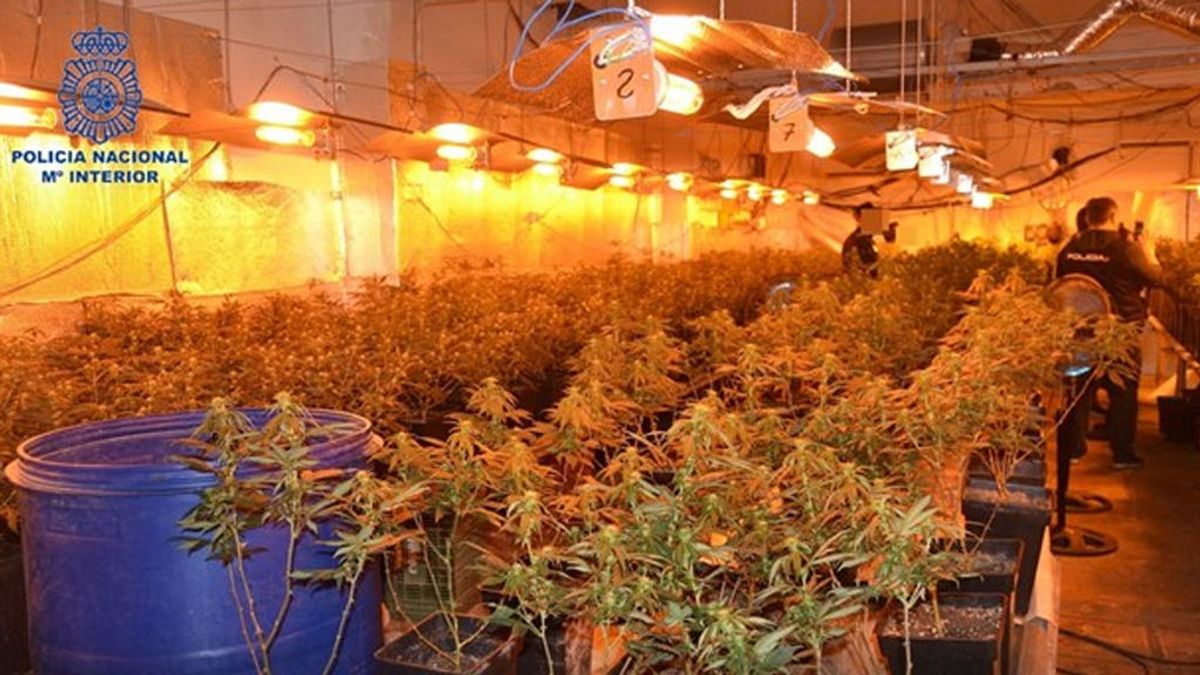 Desmantelan un cultivo de cerca de 400 plantas de marihuana en una casa de Alzira