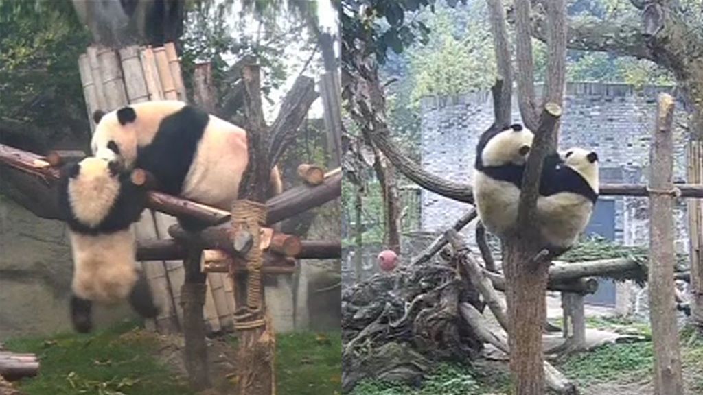 Lucha de pandas en la reserva china de Chengdu