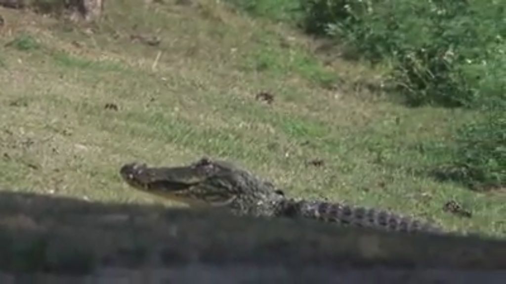Un caimán se pasea con sus crías por un campo de golf de Florida