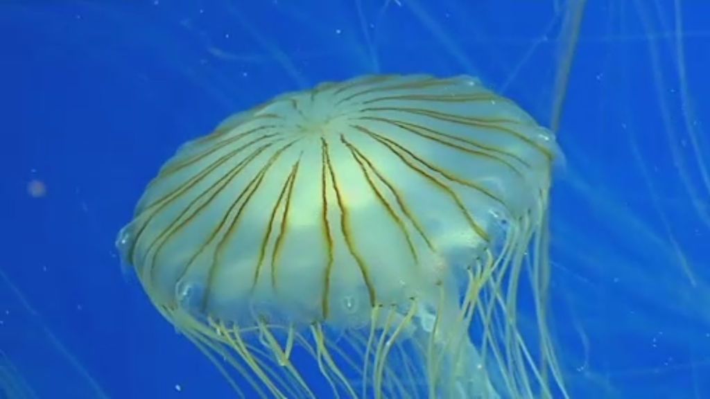 El Oceanographic de Valencia acoge la mayor exposición de medusas de Europa