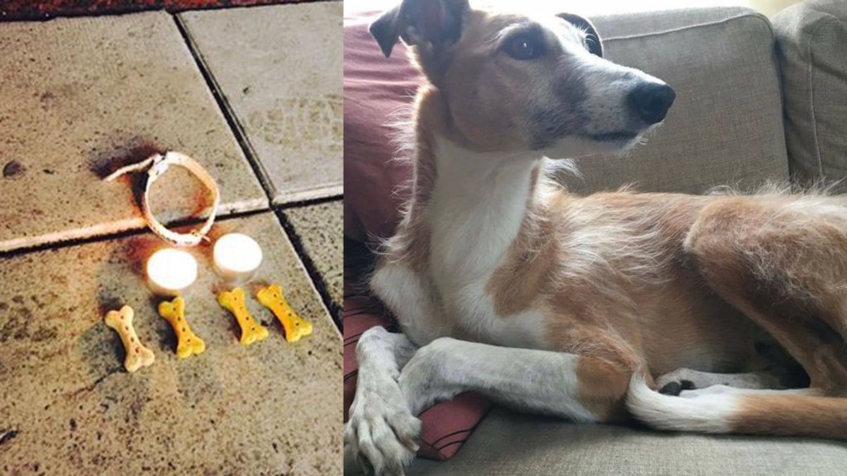Rinden homenaje a Iggy, el perro de rescate que murió en el atentado de Estocolmo