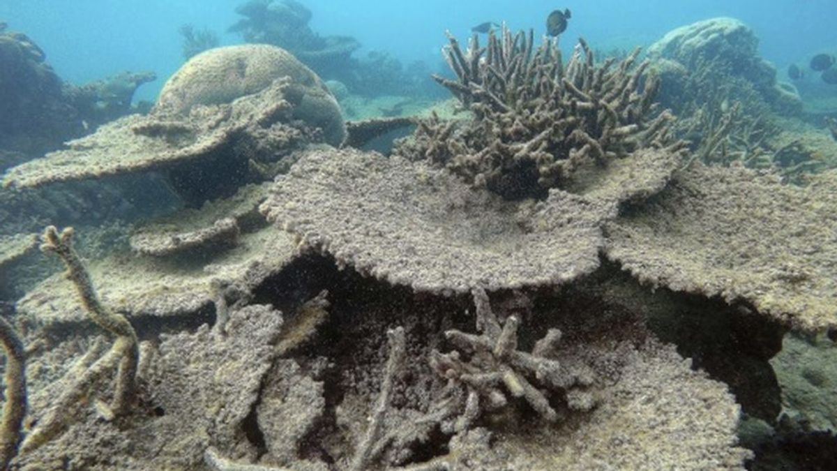 Dos tercios de la Gran Barrera de Coral australiana, blanqueadas por el calentamiento global