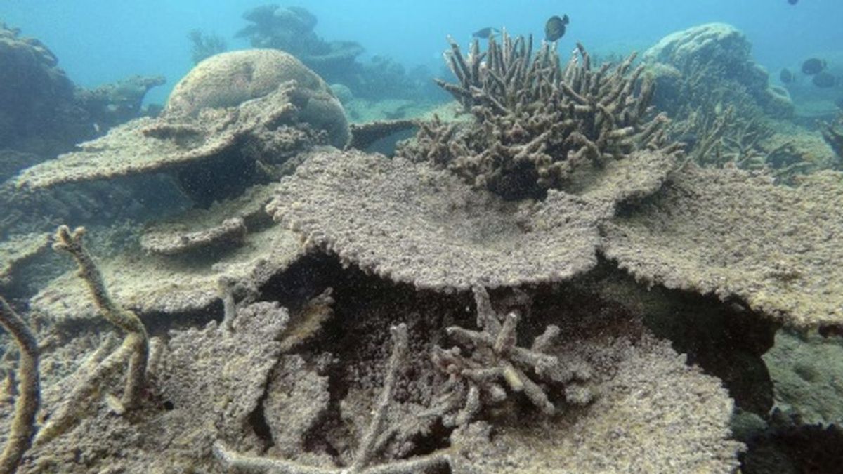 Dos tercios de la Gran Barrera de Coral australiana, blanqueadas por el calentamiento global