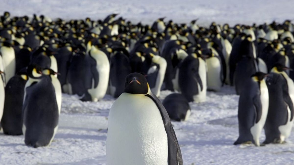 Pingüinos de la Antártida