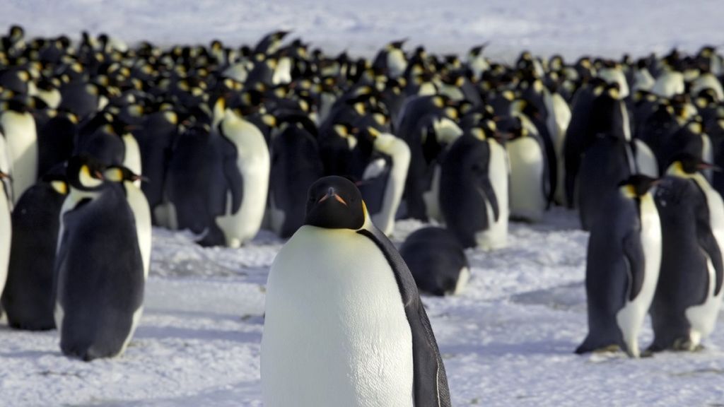 La principal colonia de pingüinos de la Antártida, al 