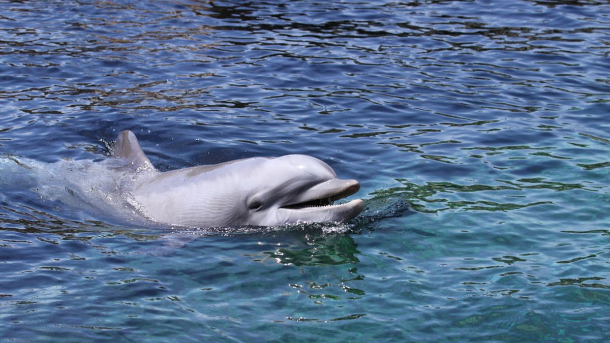 La perturbadora técnica que los delfines usan para cazar pulpos