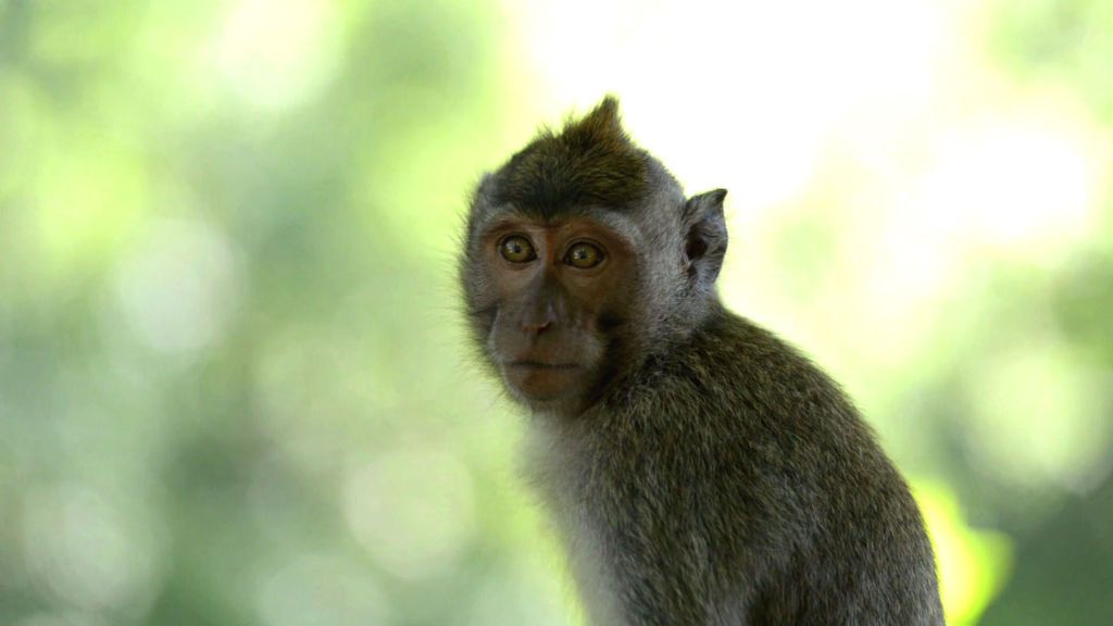 El tráfico de monos, un problema de salud y una práctica  ilegal habitual