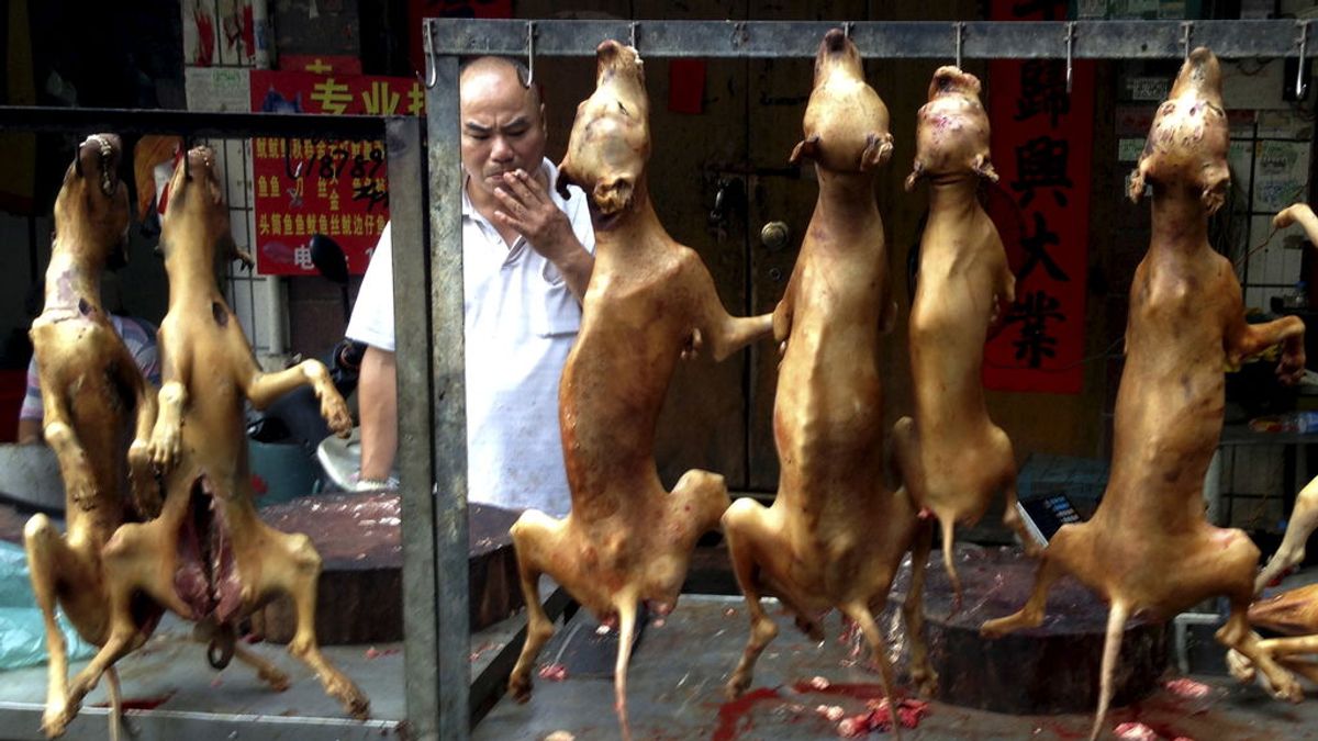 Taiwán aprueba una ley que prohíbe el consumo de carne de perro y gato