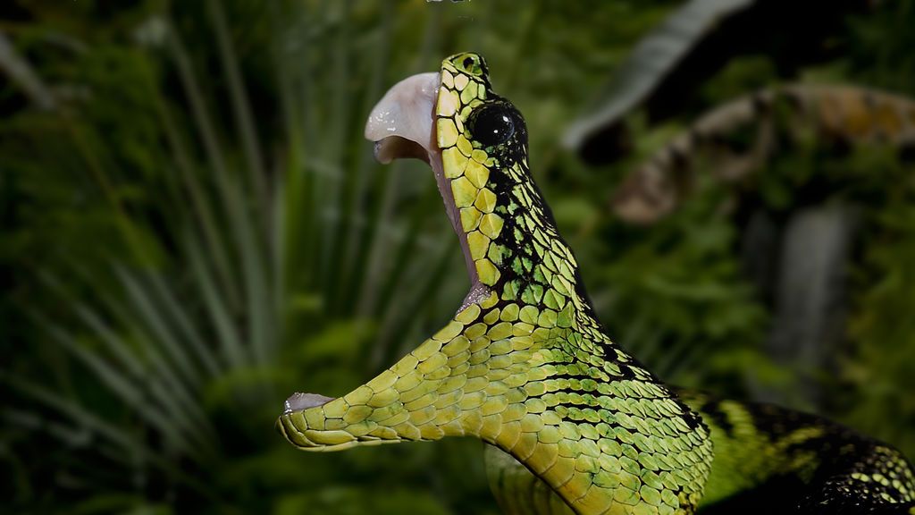 Lucha por su vida después de salvar a sus hijos del ataque de una serpiente