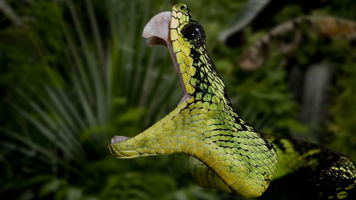Lucha por su vida después de salvar a sus hijos del ataque de una serpiente Lucha por su vida después de salvar a sus hijos del ataque de una serpiente