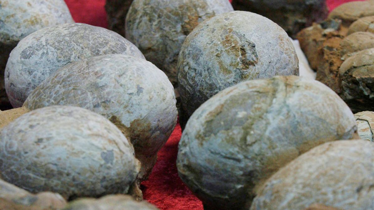 Descubren huevos de dinosaurio con embriones de hace 70 millones de años en Argentina