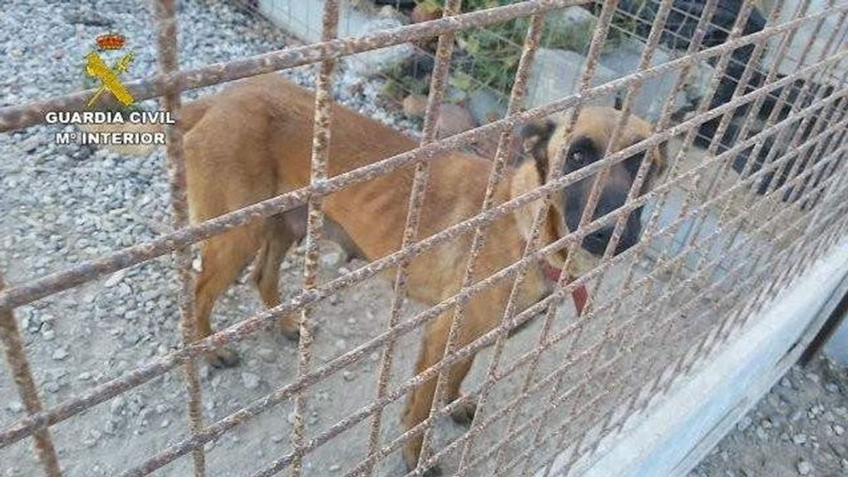 Detenida una persona en El Ejido (Almería) por el abandono y maltrato de 19 perros