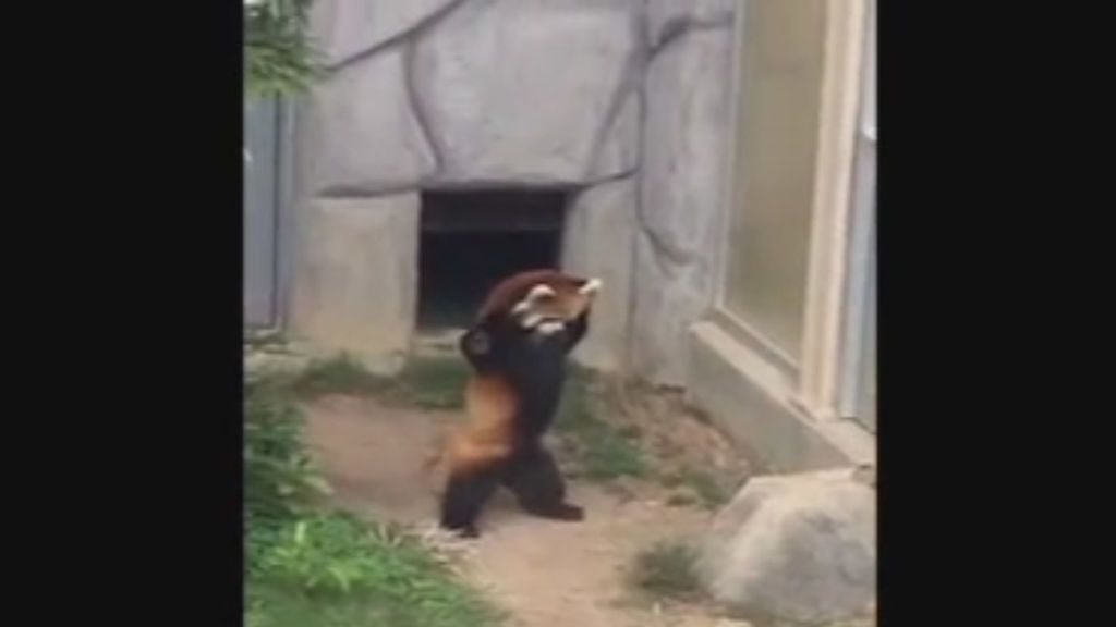 La increíble reacción de un panda rojo al ver una piedra