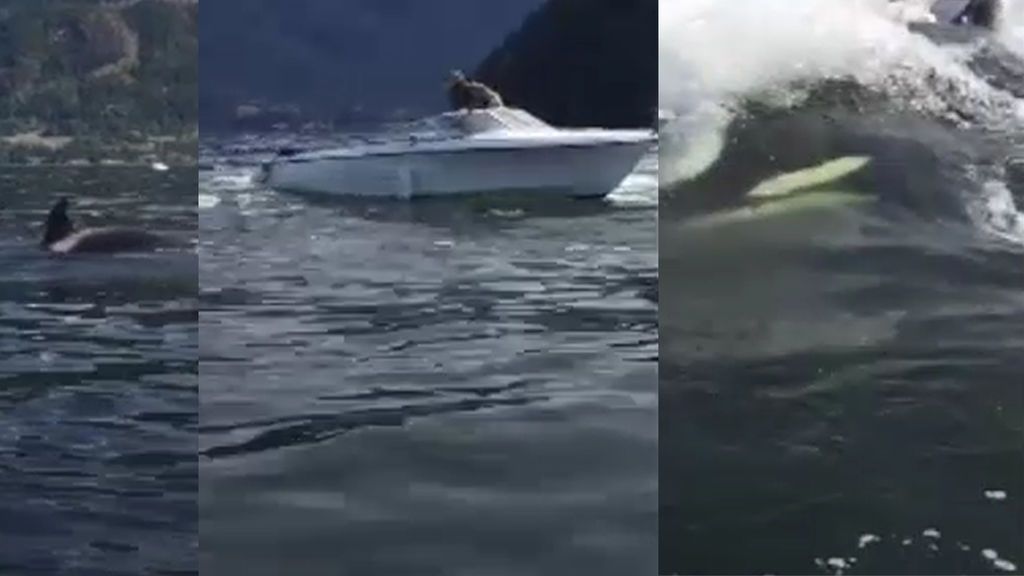 La lucha animal entre dos orcas y un león marino