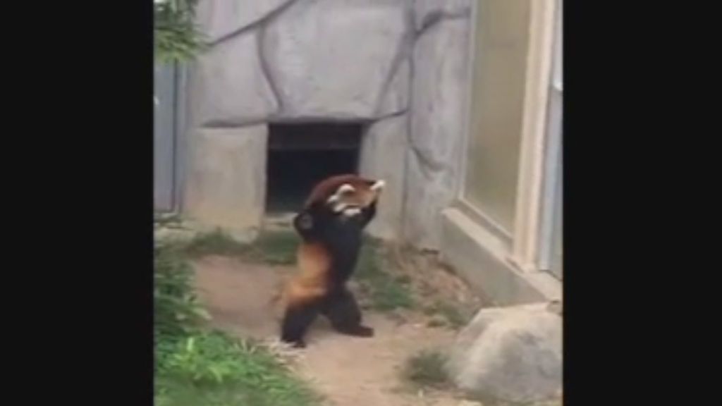 La increíble reacción de un panda rojo al ver una piedra