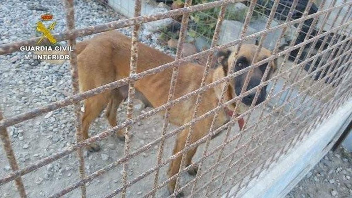 Detenida una persona en El Ejido (Almería) por el abandono y maltrato de 19 perros de distintas razas