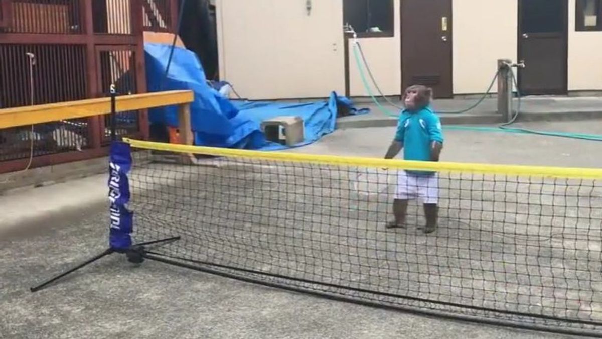El mono que sabe jugar al tenis da la vuelta al mundo