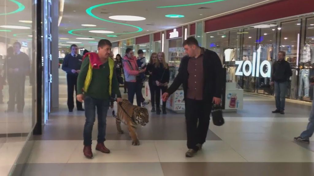 ¿Qué harías si estás en un centro comercial y aparece un tigre?