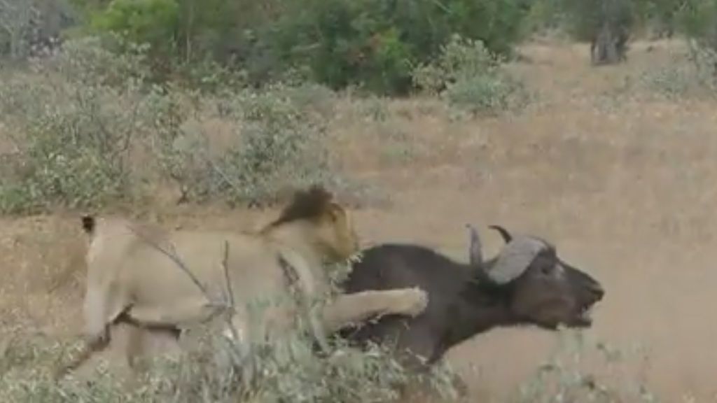 Dos leones atacan a un búfalo y es rescatado a punto de ser devorado