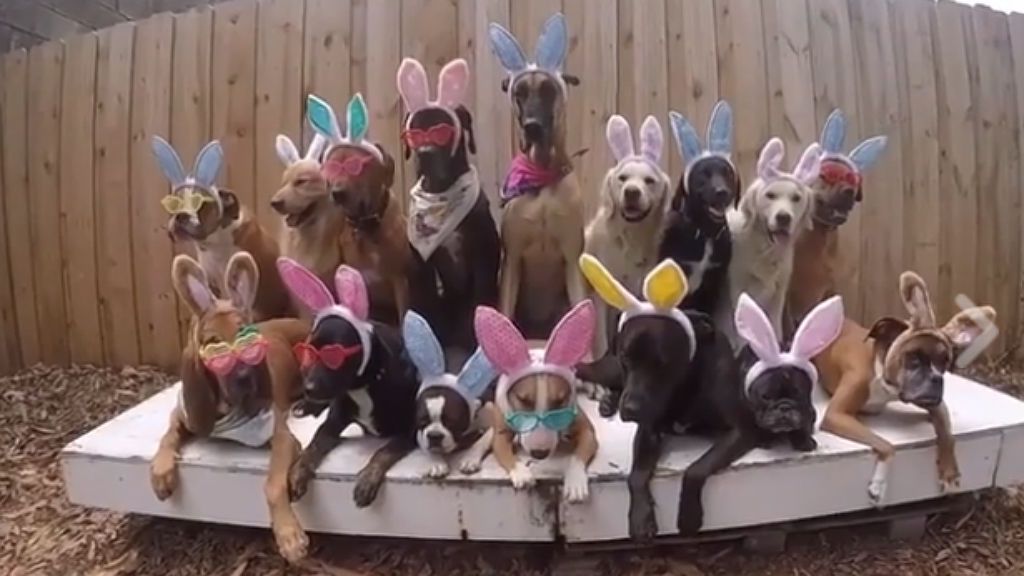 El 'clan perruno' de los huevos de Pascua que ha conquistado la Red