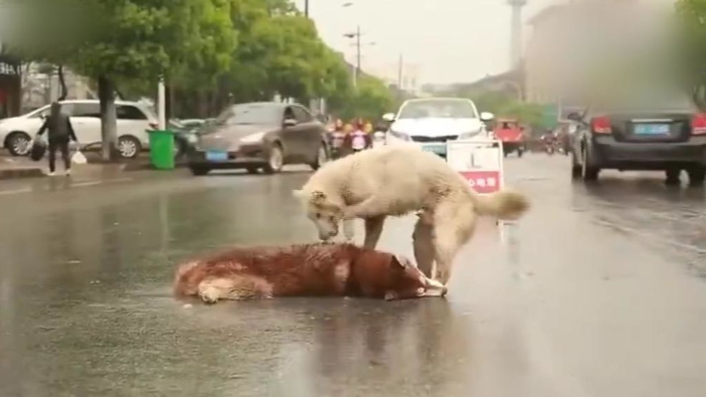El perro que intenta despertar a su amigo muerto en una carretera
