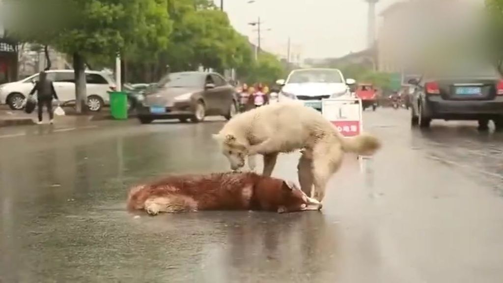 El perro que intenta despertar a su amigo muerto en una carretera