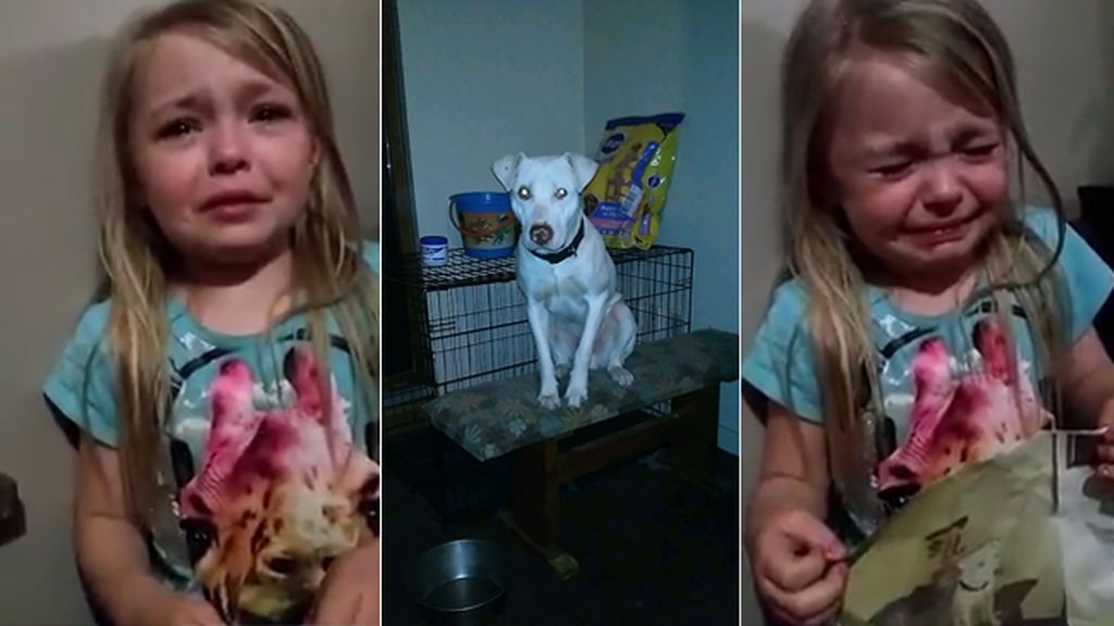Masiva movilización para ayudar a esta niña desolada por la desaparición de su perro