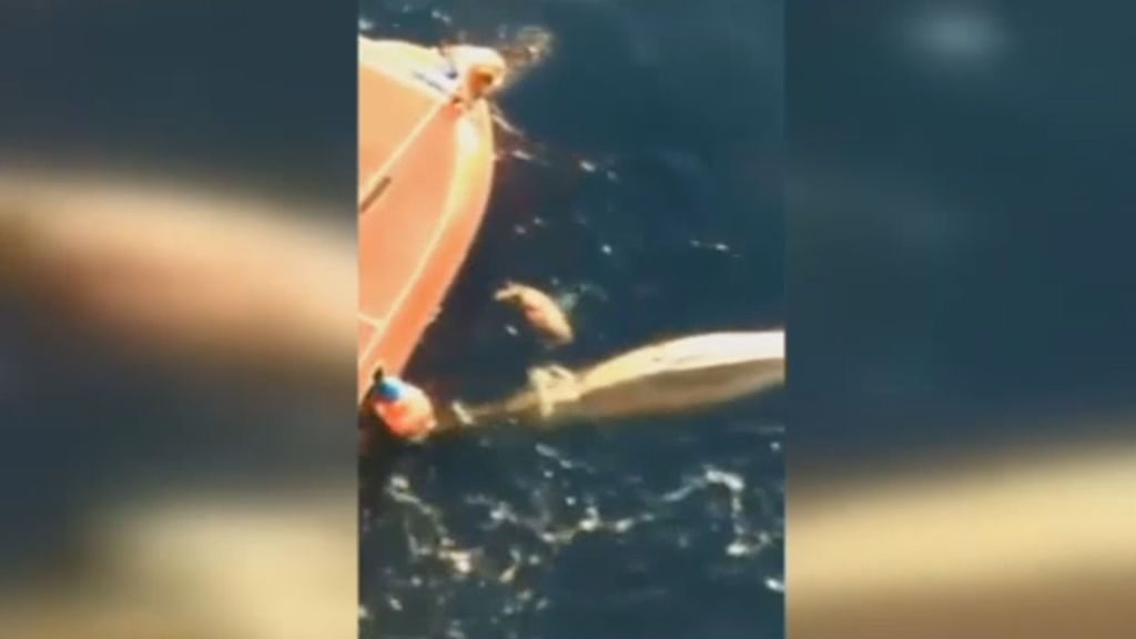 Un marinero salva 'in extremis' a una ballena atrapada en una red de pesca
