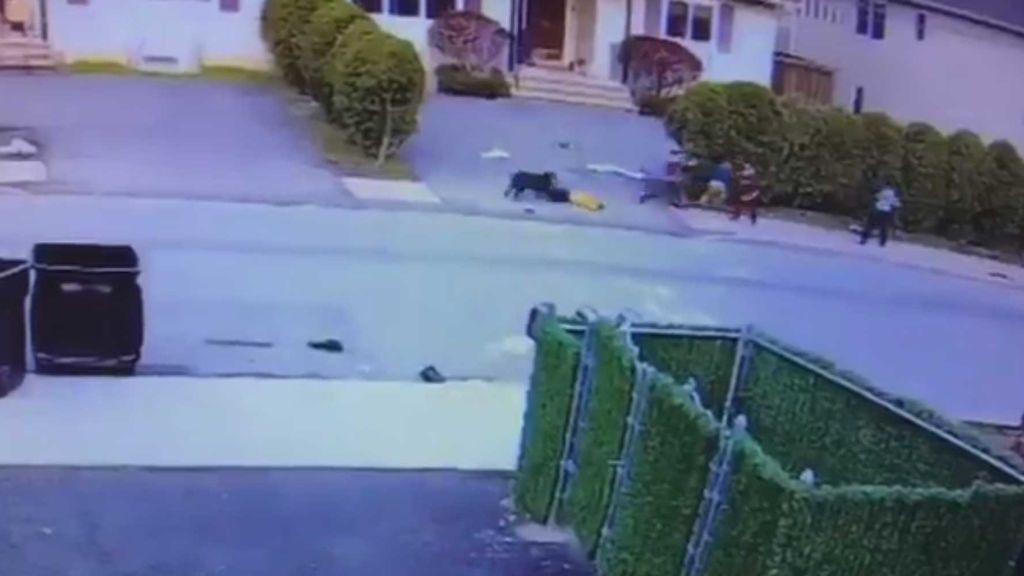 El angustioso ataque de un Pit Bull a un niño en las calles de Nueva York