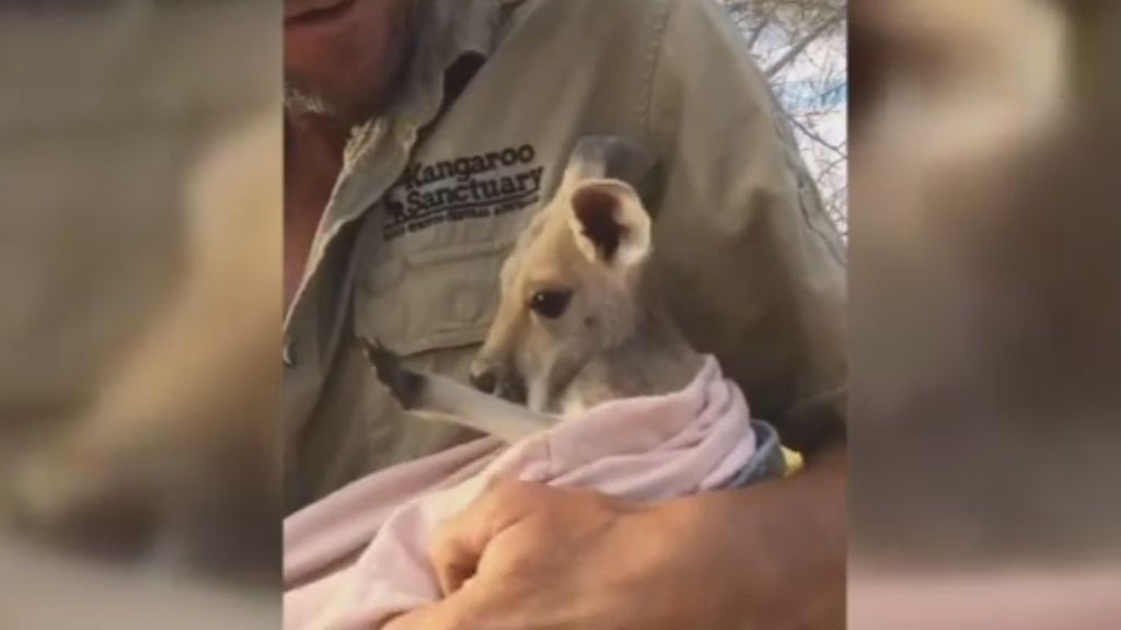 Este bebé canguro huérfano, inseparable de su cuidador