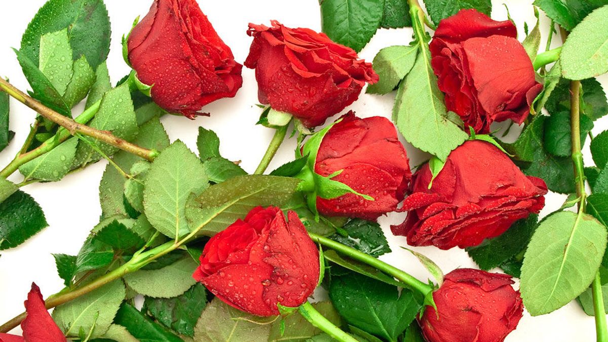 Siete consejos para conservar fresca la rosa de Sant Jordi