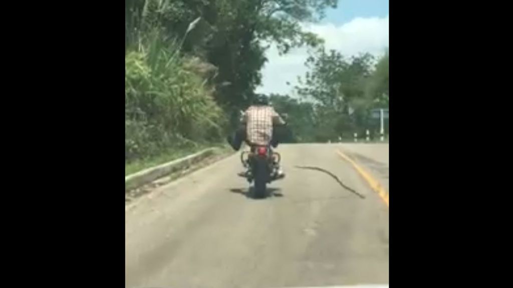 Una serpiente se lanza a morder a un motorista en Tailandia