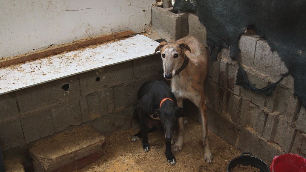 'En el punto de mira' destapa una mafia que roba galgos para hacer carreras ilegales