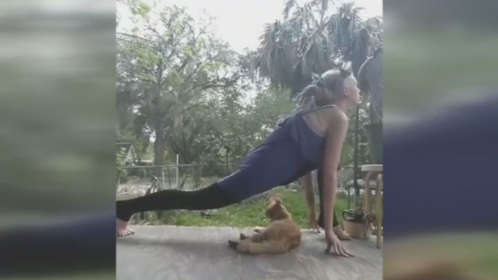 A punto de aplastar a su gato mientras practica yoga
