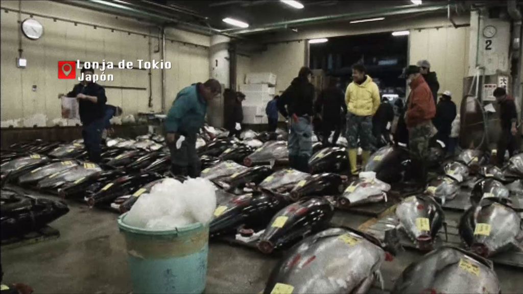 Los motivos del fraude del atún rojo: la escasez y alto porcentaje de exportación