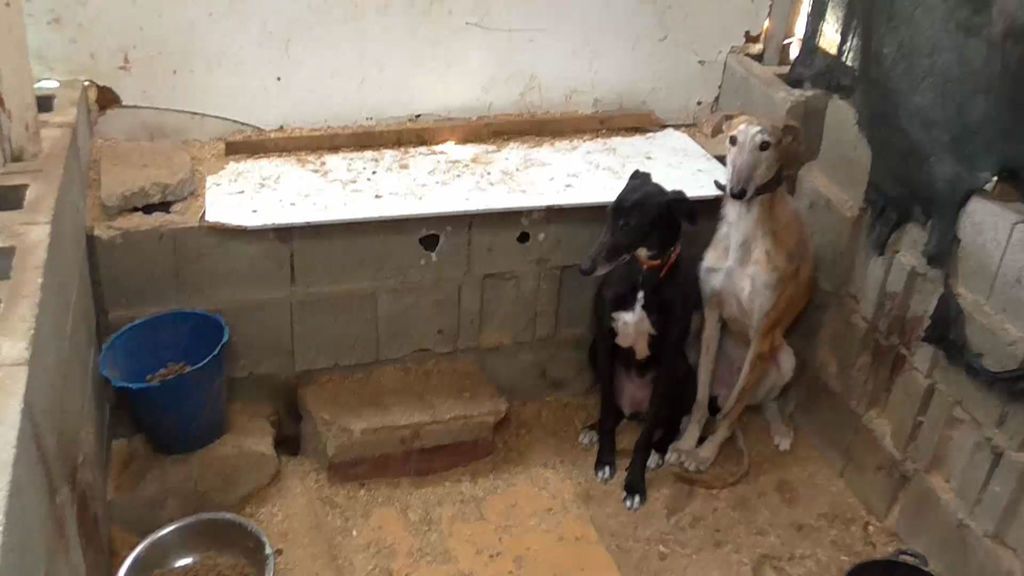 Tres perros de caza en zulo de cinco metros y rodeados de sus propios excrementos